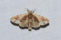 Ptilodon cucullina