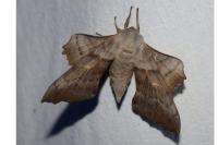 Laothoe populi