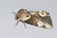 Thyatira batis