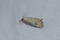 Catoptria falsella