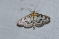 Anania hortulata