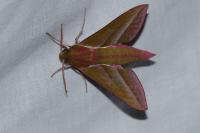 Deilephila elpenor