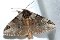 Drymonia querna