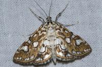 Elophila nymphaeata