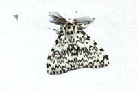 Lymantria monacha