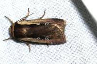 Ochropleura plecta