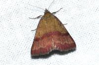 Phytometra viridaria