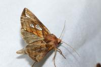 Plusia festucae