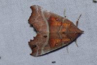 Scoliopteryx libatrix