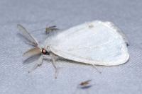 Sphrageidus similis