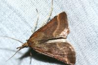 Synaphe punctalis