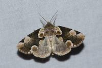 Thyatira batis