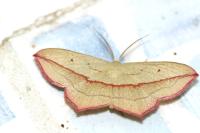 Timandra comae
