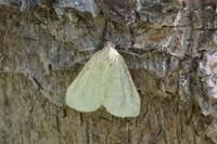 Udea rhododendronalis