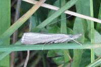 Agriphila straminella