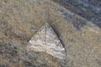 Evergestis sophialis