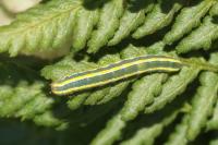 Ceramica pisi