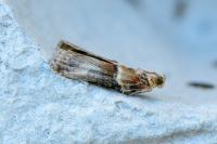 Acrobasis tumidana