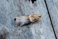 Acrobasis tumidana