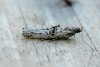 Nephopterix angustella