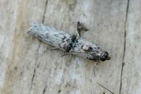 Nephopterix angustella