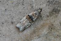 Nephopterix angustella