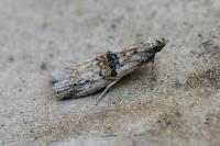 Nephopterix angustella