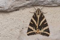 Euplagia quadripunctaria