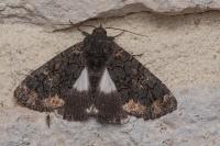 Catephia alchymista