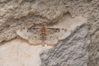 Idaea filicata