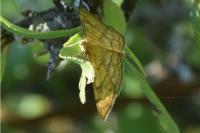 Anania verbascalis