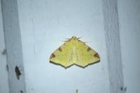 Opisthograptis luteolata