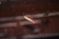 Oncocera semirubella
