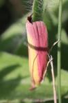 Oncocera semirubella
