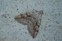 Aplocera