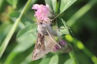 Autographa gamma