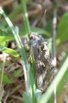 Autographa gamma