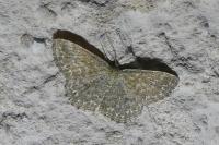 Scopula immorata