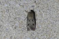 Agrotis exclamationis exclamationis