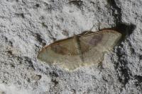 Idaea degeneraria