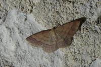 Scopula rubiginata