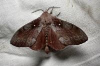 Dendrolimus pini pini