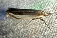 Crambus pascuella