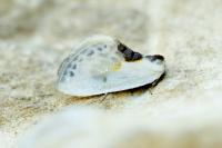 Cilix glaucata