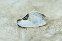 Cilix glaucata