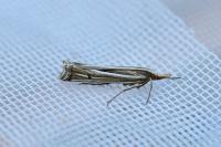 Ancylolomia tentaculella