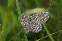 Scopula tessellaria