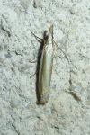 Crambus pascuella