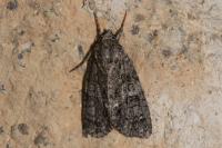 Acronicta rumicis