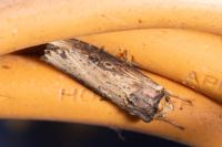 Axylia putris